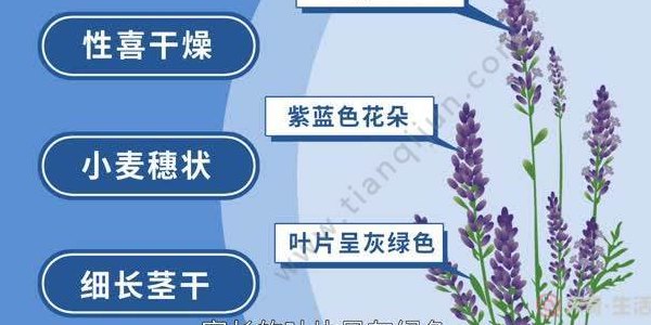薰衣草几月开花（薰衣草几月开花哪个季节）
