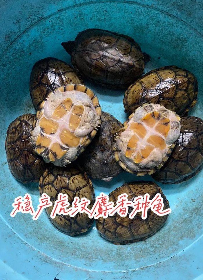 虎纹麝香龟（虎纹麝香龟图片）