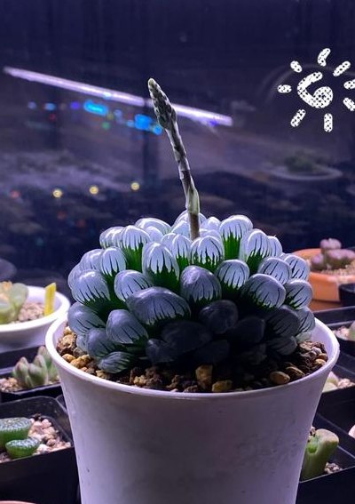 冰灯玉露多少钱一盆（冰灯玉露最贵多少钱）