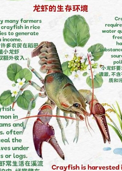 小龙虾的来历（小龙虾的起源 百度文库）