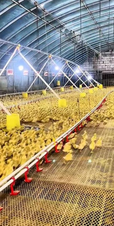 冬天养殖肉鸭怎么赚钱（冬季养鸭）