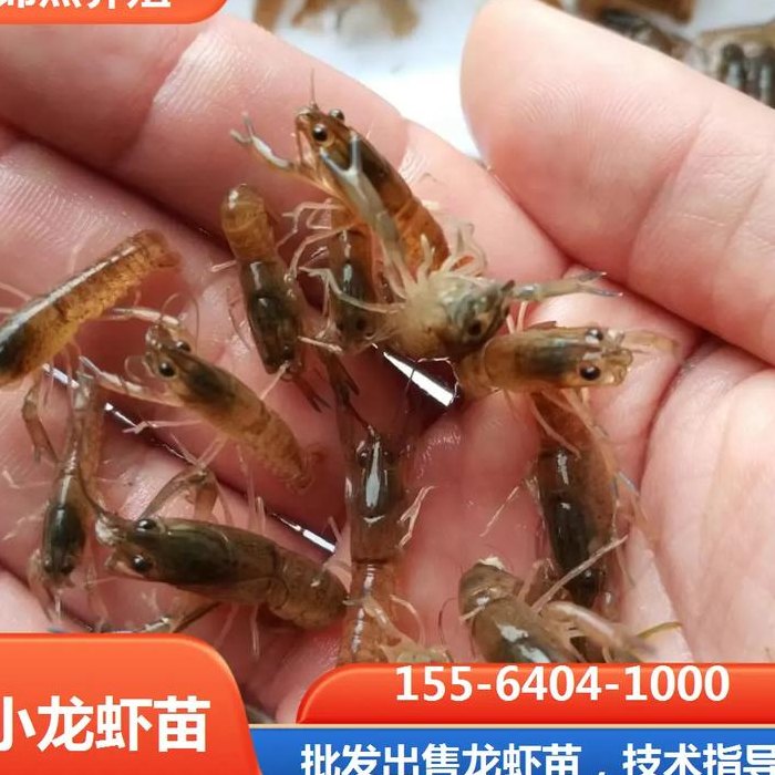 买了小龙虾在家怎么养（买回小龙虾怎样养到第二天）