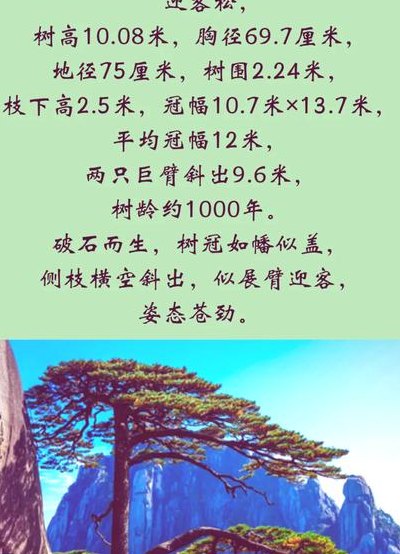迎客松的寓意是什么（迎客松的寓意是什么象征着什么）