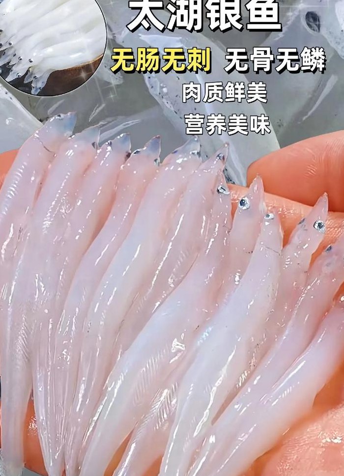 银鱼多少钱一斤（新鲜银鱼多少钱一斤）
