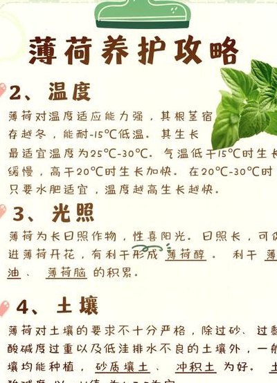薄荷怎么养才不会枯萎（薄荷怎么养茂盛）
