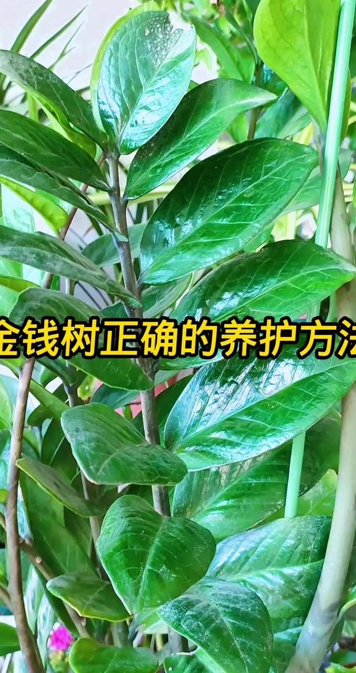 金钱树怎么养才茂盛（金钱树怎么养才茂盛叶子）