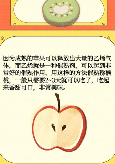 一个苹果催熟几个猕猴桃（女人尽量少吃猕猴桃）