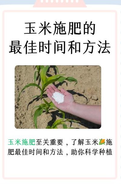 玉米施肥方法与量（玉米的施肥）