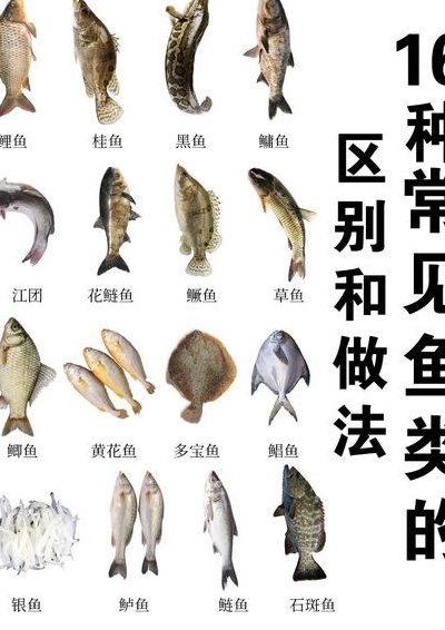 鱼的种类（鱼的种类繁多形态各异的描写排比）