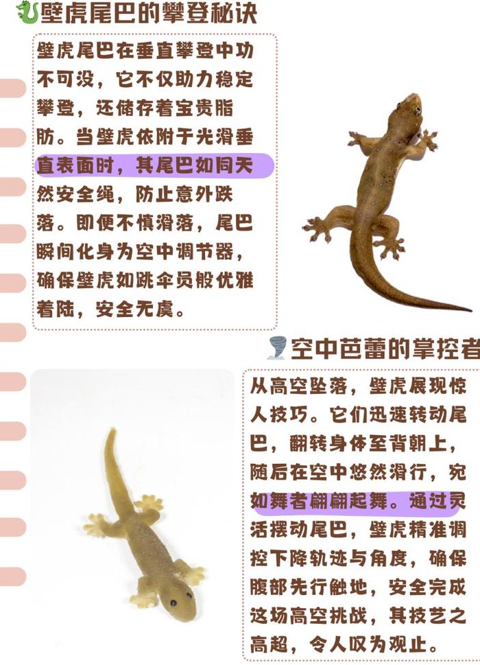 壁虎的尾巴有什么作用（各种小动物尾巴的作用）