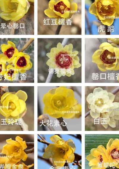 腊梅有几种颜色（腊梅有几种颜色的图片）