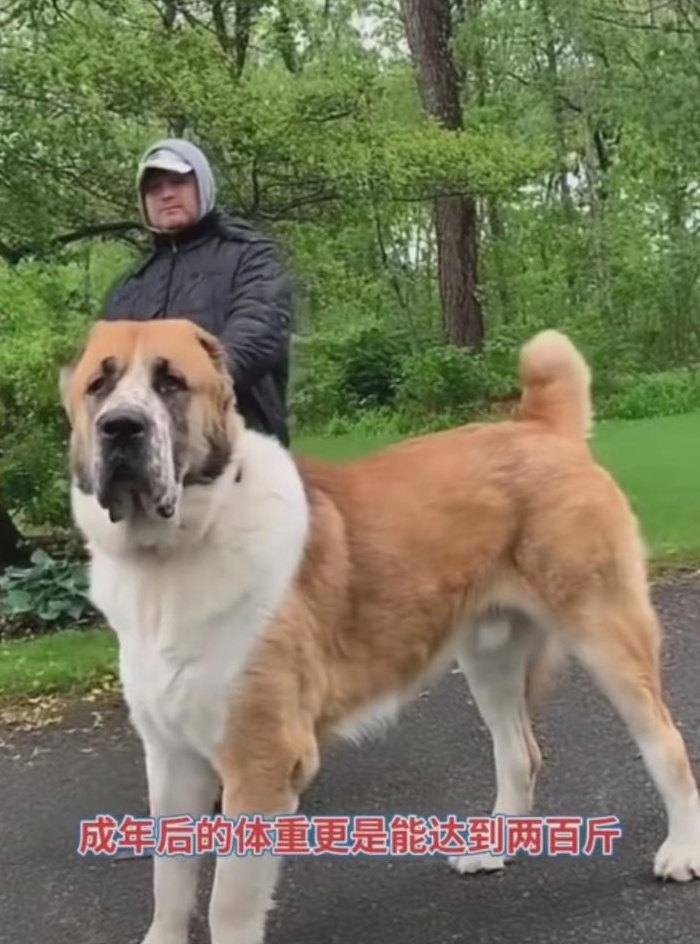 中亚牧羊犬（中亚牧羊犬和坎高犬哪个厉害）