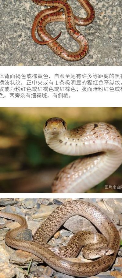 台湾小头蛇的简单介绍