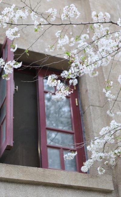 樱花什么时候凋谢（武汉大学樱花什么时候凋谢）