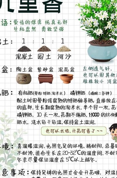 家里千万不能养九里香（九里香为何不能随便养）