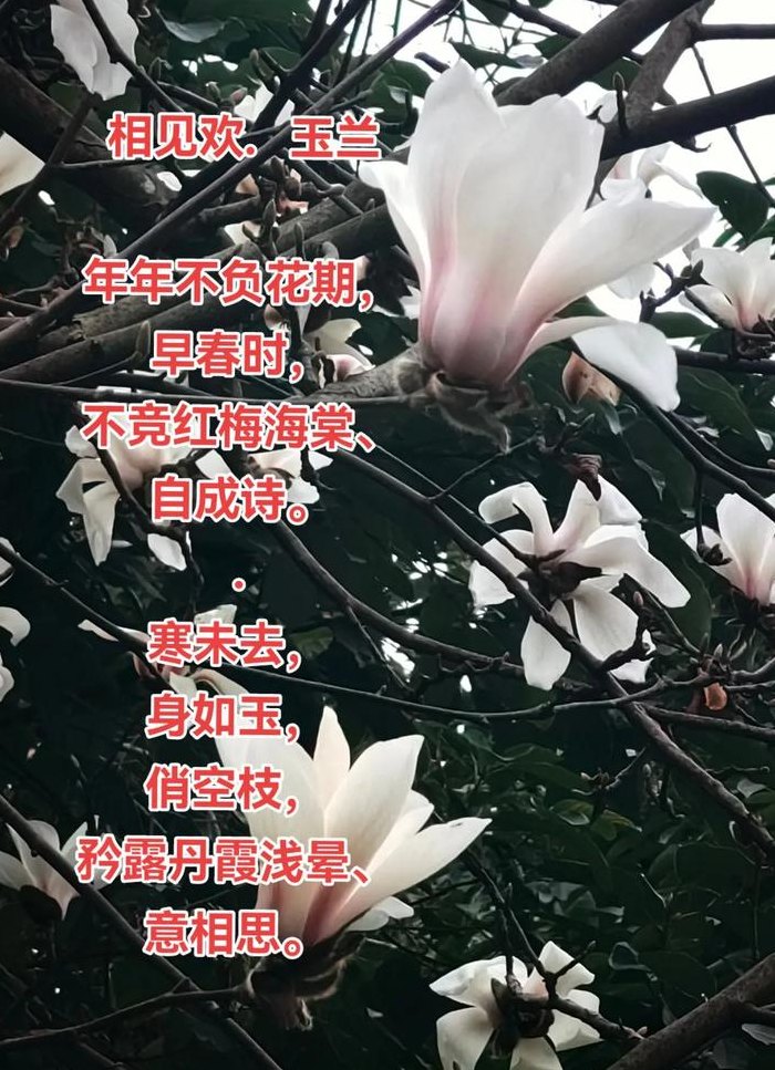 玉兰花的寓意和风水（玉兰花的寓意和风水诗词）