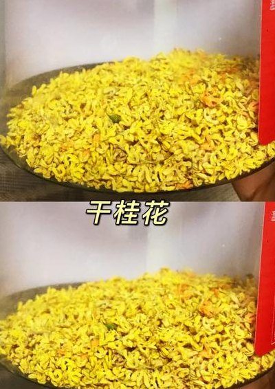 鲜桂花保存（桂花保鲜储藏方法）