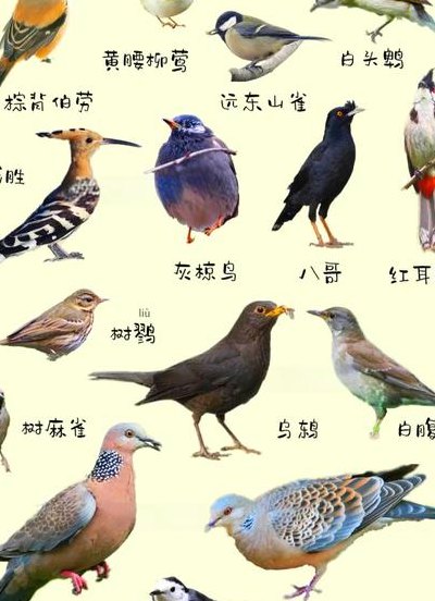 南方常见鸟类名称图片（南方的鸟类有哪些）