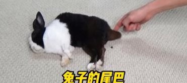 兔子的尾巴有多长（兔子的尾巴有多长图片）