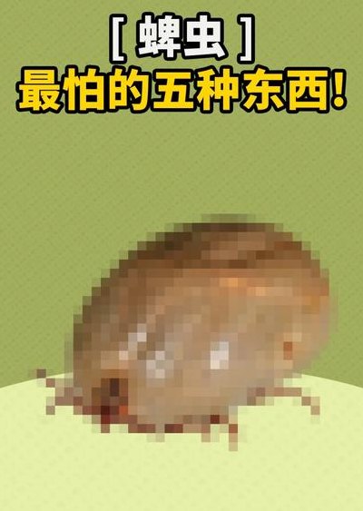 蜱虫的天敌（蜱虫的厉害）
