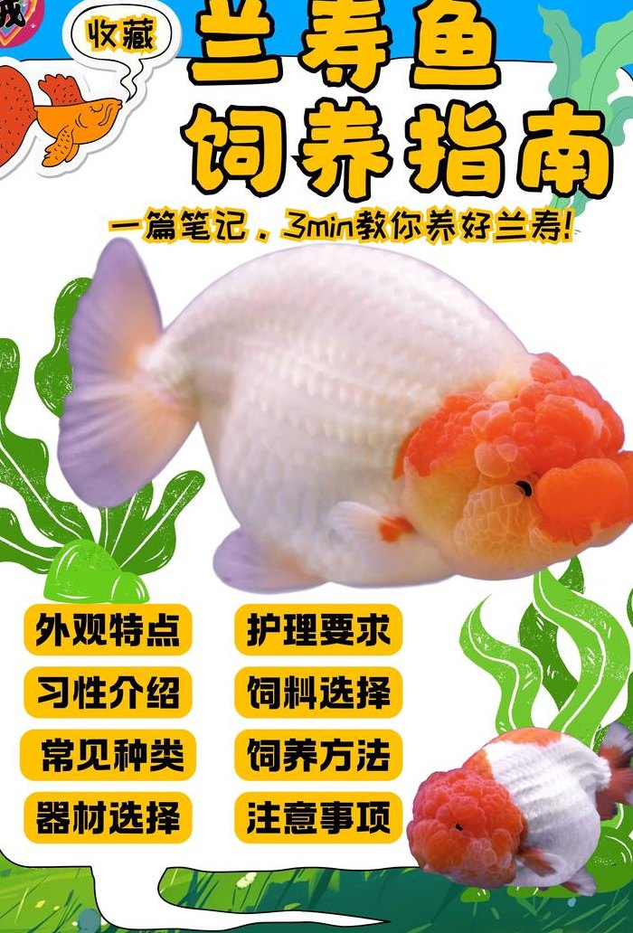 金鱼几天喂一次（兰寿金鱼几天喂一次）