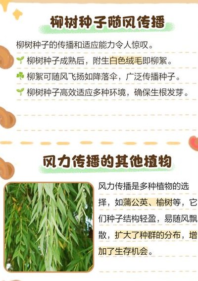 柳树是如何传播种子的二年级（柳树是如何传播种子的二年级上册）