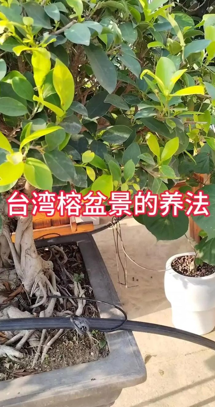 怎样养好榕树盆景（怎么养好榕树盆景）