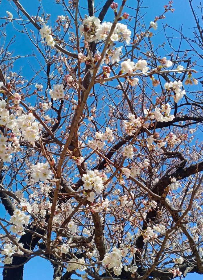 樱桃花什么时候开（沂源大樱桃花什么时候开）