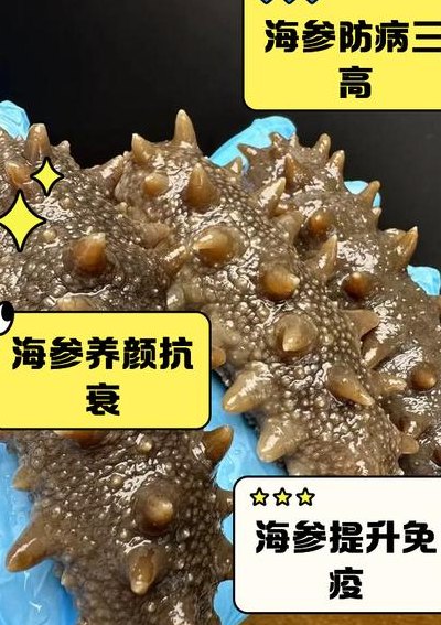 海参是补什么功能的食物（海参是补啥的）