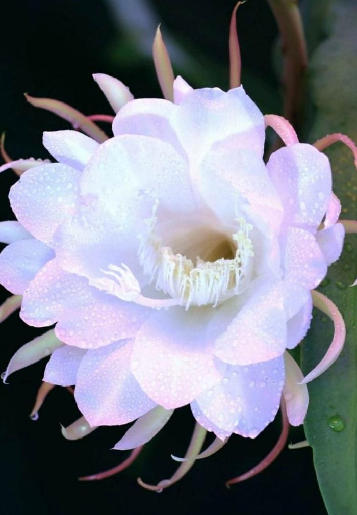 家里养昙花吉利吗（家庭养昙花晦气）