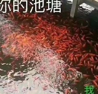 进你的鱼塘什么意思（进我的鱼塘表情包）