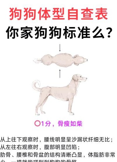 宠物腿长对照表图大全（宠物腿比我长可怎么办呀）