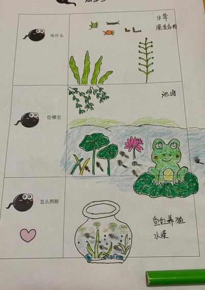 小蝌蚪怎么养不会死（小蝌蚪怎么养大）