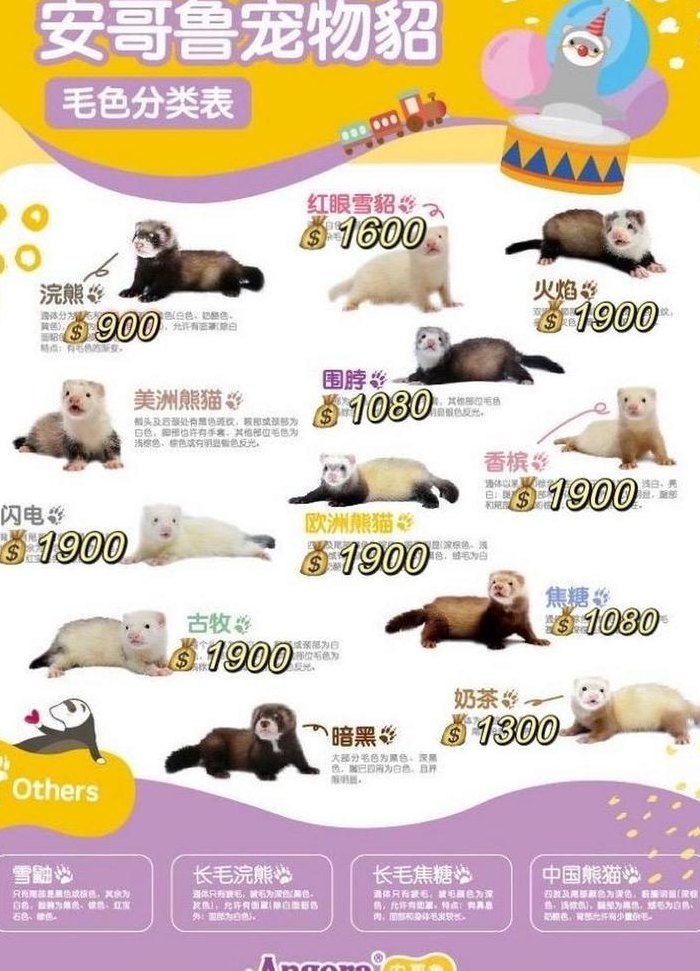 宠物貂多少钱一只（宠物貂的寿命是几年）