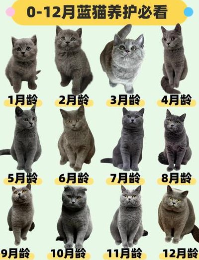 蓝猫年龄图对照表大全（蓝猫的年龄和人的年龄）