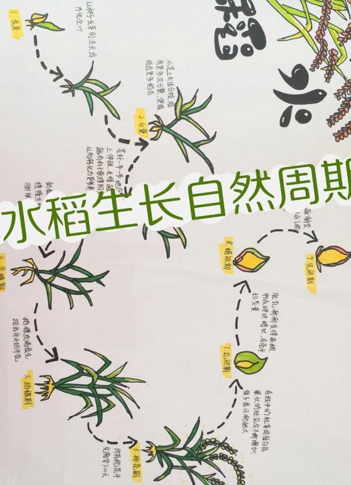 水稻生产周期对照表图（水稻生长周期表时间）