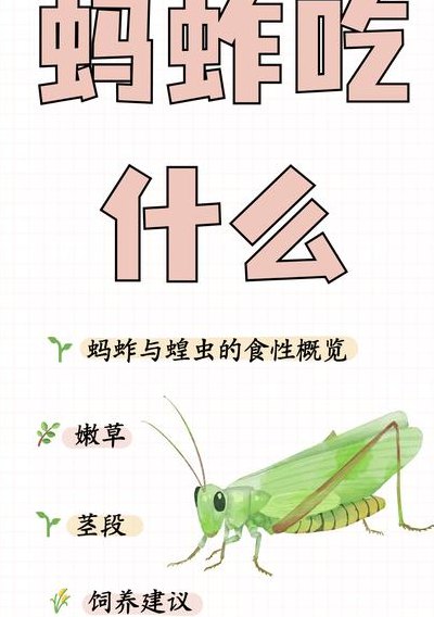 蚱蜢吃什么（蚱蜢吃什么食物）