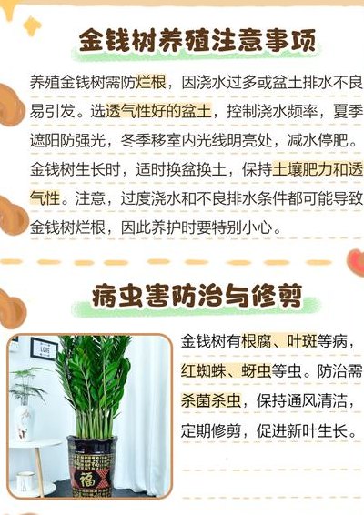 金钱树的繁殖方法（金钱树的繁殖方法和注意事项）