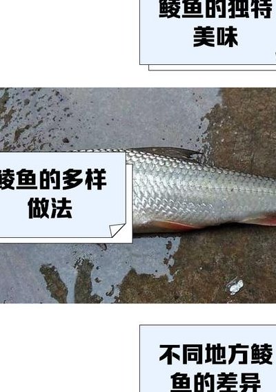鲻鱼多少钱一斤（鲮鱼多少钱一斤）