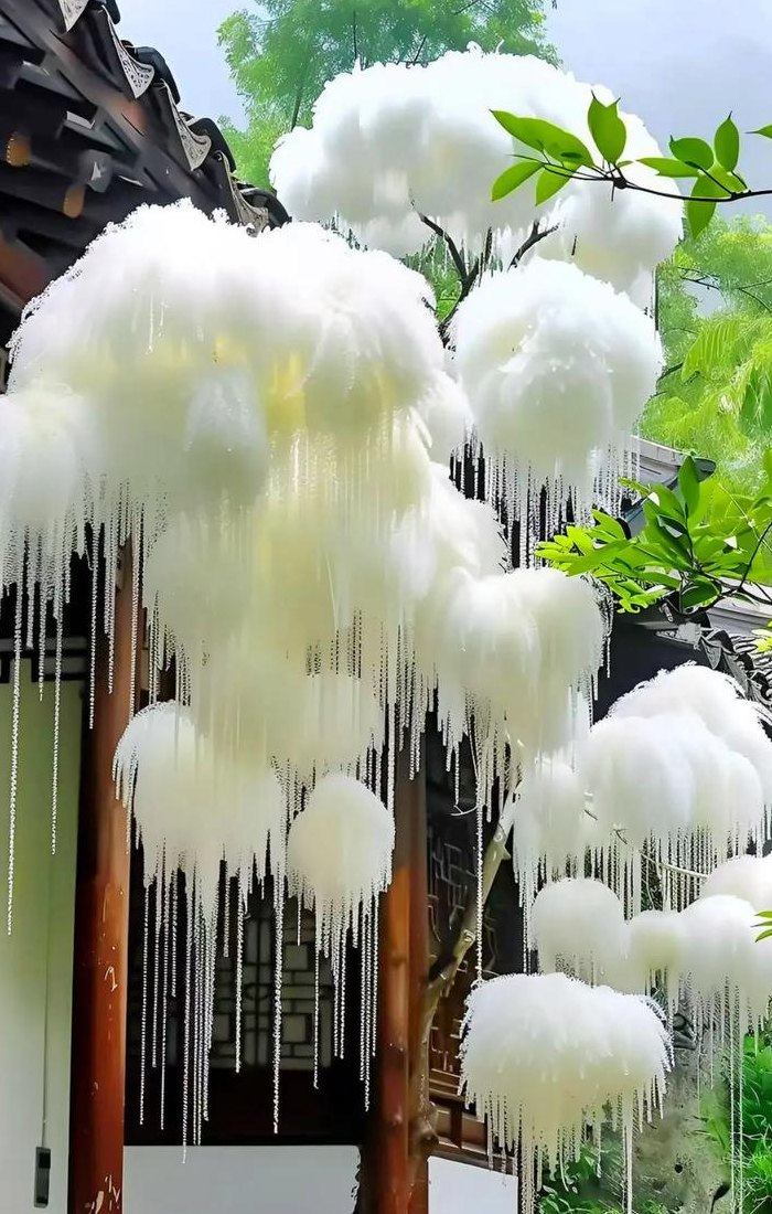 流苏是什么意思（花边花穗流苏是什么意思）