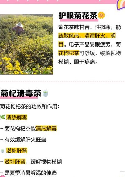 菊花茶喝了有什么用（菊花茶喝了有什么好功效）