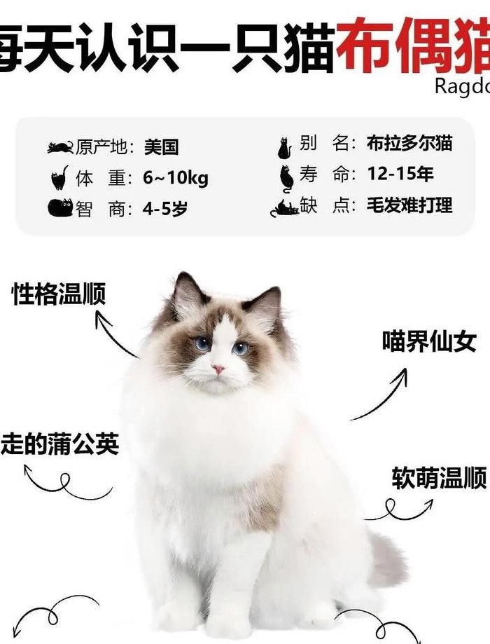 布偶猫斤数对照表大全图（布偶猫多重?）