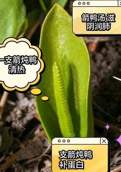 一支箭炖鸭子的功效（一支箭炖鸭的副作用）