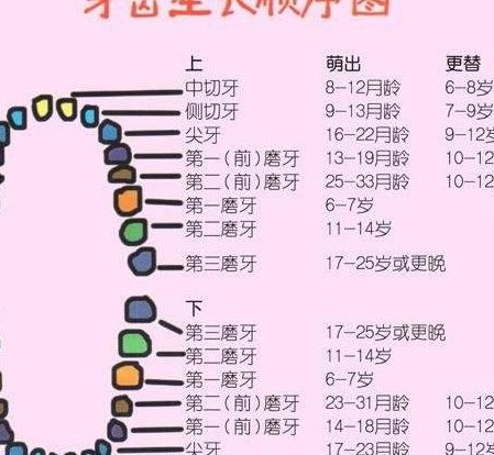 长牙齿正常年龄对照表图（长牙 年龄）