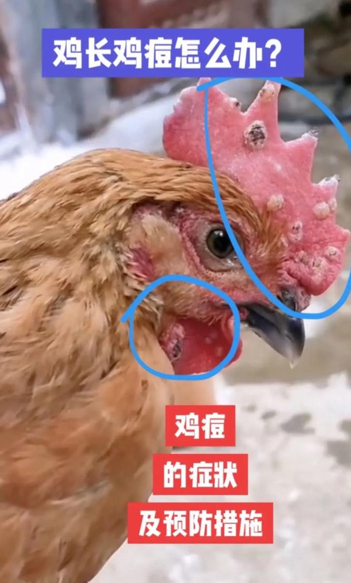 鸡儿上面长痘痘怎么办（鸡儿上面长痘痘一样的东西）