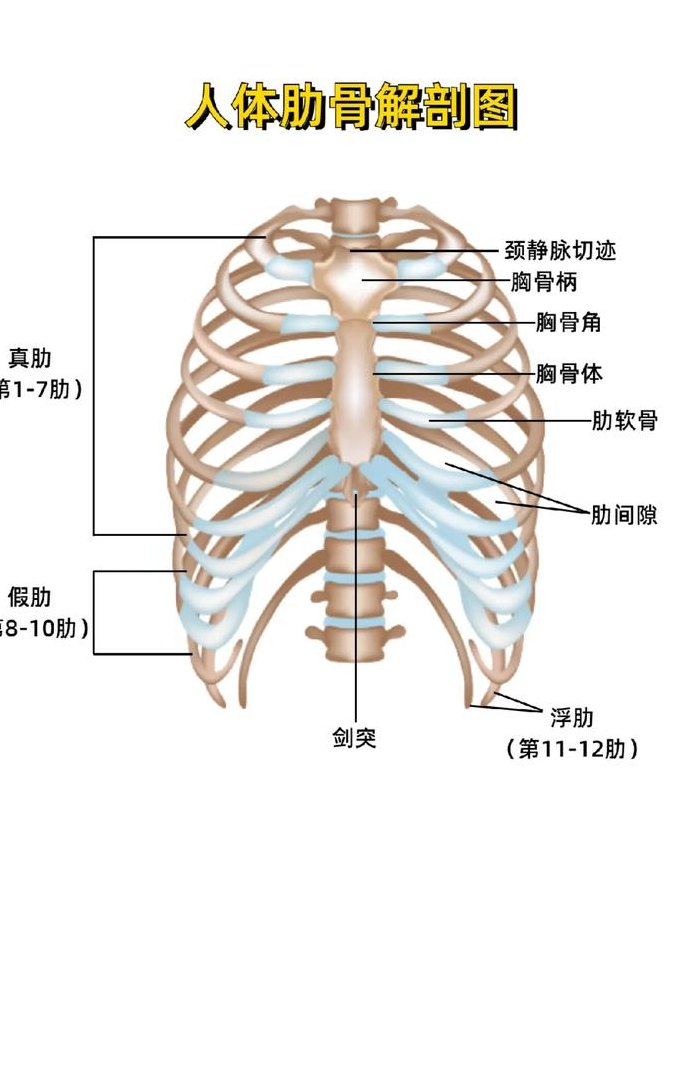 胸肋骨图的对照表（胸肋骨结构图）