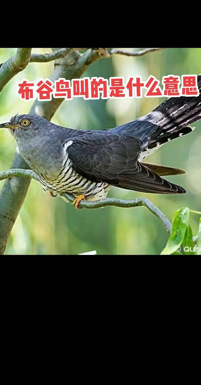 布谷鸟寓意（布谷鸟寓意是什么意思）