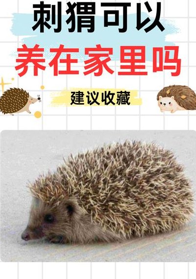 养刺猬需要注意什么（养刺猬的十大忠告）