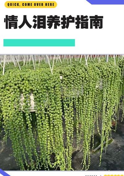情人泪怎么养才爆盆（情人泪怎样种植与养护）
