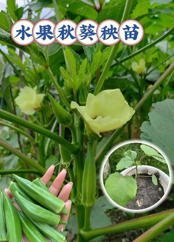 秋葵多少钱一斤（秋葵多少钱一斤最新价格）